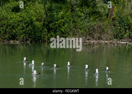 Giallo-gambe gabbiani (Larus cachinnans) nel fiume Tevere, Riserva Naturale Regionale Nazzano, Tevere-Farfa Lazio, Italia Foto Stock