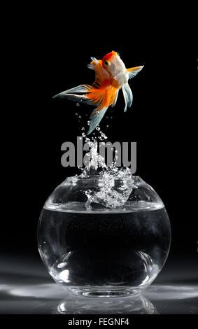 Goldfish salta verso l'alto da un acquario su uno sfondo scuro Foto Stock