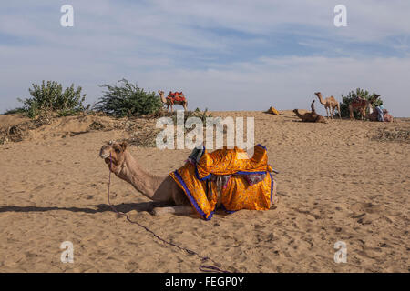 I cammelli di prendere un periodo di riposo prima di turisti arrivano nel deserto del Thar. Foto Stock