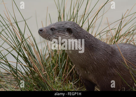 Lontra (Lutra lutra) presso British Centro faunistico, Surrey, England, Regno Unito Foto Stock