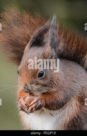 Scoiattolo rosso (Sciurus vulgaris) presso il British Wildlife Center, Surrey, Regno Unito Foto Stock