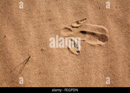 Footprint Uem sulle pareti della Cina lunetta e dune lungo il bordo del lago Mungo National Park NSW Australia Foto Stock