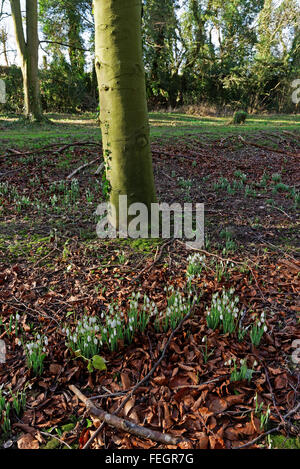 Snowdrops in un legno nel tardo inverno NEL REGNO UNITO (Galanthus nivalis) Foto Stock