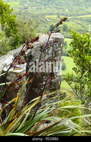 L'organo a canne a Mount Cargill, Dunedin, Nuova Zelanda. Queste colonne poligonali sono un residuo di attività vulcanica dell'area. Foto Stock