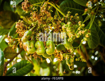 Noci di acagiù cresce su un albero, Siem Reap, Cambogia Foto Stock