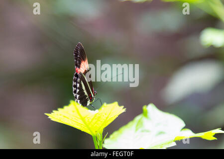 Butterfly arroccato su un fiore giallo Foto Stock