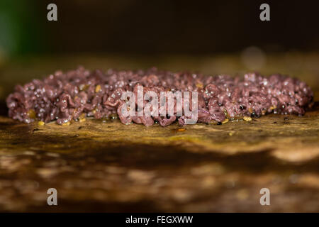 Viola jellydisc fungo (Ascocoryne sarcoides). Un sorprendente saprobic fungo nel fungo Helotiaceae, crescendo qui in faggio Foto Stock