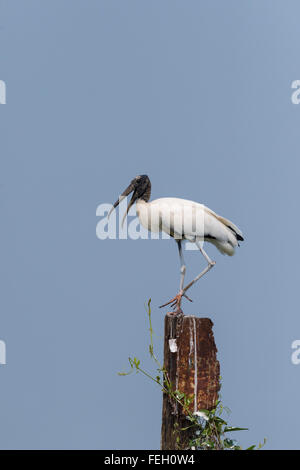 Cicogna in legno (Mycteria americana), Pantanal, Mato Grosso, Brasile Foto Stock