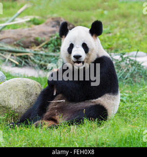 Panda gigante (Ailuropoda melanoleuca), Cina conservazione e centro di ricerca per la Panda Giganti, Chengdu Sichuan, Cina Foto Stock