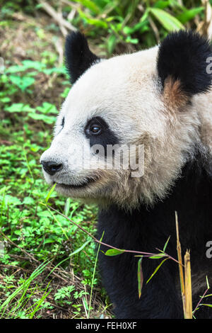 Panda gigante (Ailuropoda melanoleuca), Cina conservazione e centro di ricerca per la Panda Giganti, Chengdu Sichuan, Cina Foto Stock