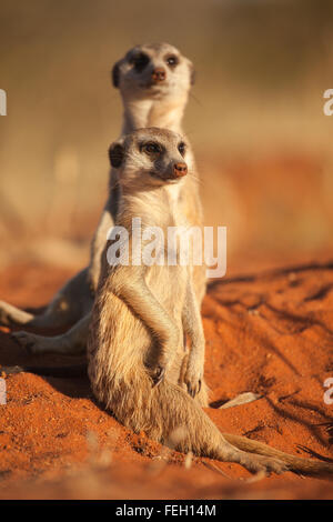 Meerkats ritratto di sole nel Kalahari mattina su red dune di sabbia in Sud Africa Game Reserve Deserto Kalahari Foto Stock