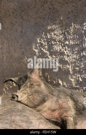 I suini di razza iberica rilassante Foto Stock