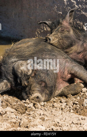 I suini di razza iberica rilassante Foto Stock