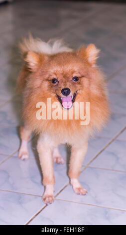 Pomerania sul pavimento Foto Stock