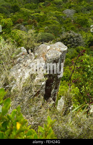 L'organo a canne a Mount Cargill, Dunedin, Nuova Zelanda. Queste colonne poligonali sono un residuo di attività vulcanica dell'area. Foto Stock