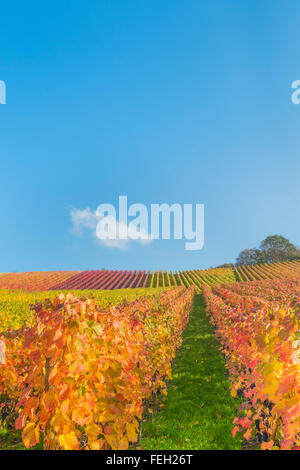 Vigneti in autunno Foto Stock