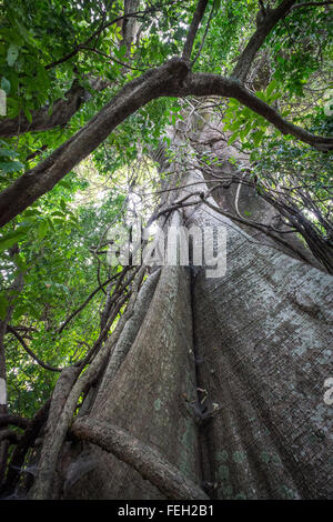 Un banyan tree in una regione del nord della Guinea Bissau village Foto Stock
