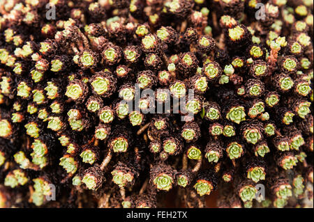 Succulento sedum overwinter vegetali con molti rosoni e grappoli di vortici di foglie Foto Stock