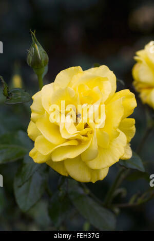 Rosa gialla nel giardino. Foto Stock