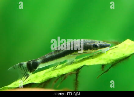 Primo piano di un otocinclus in acquario piantato Foto Stock