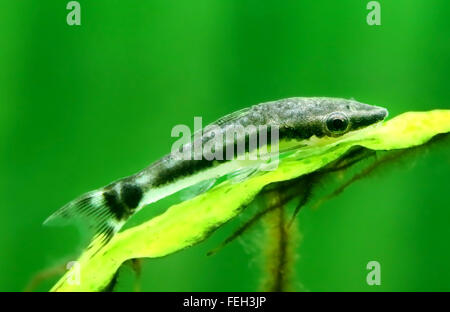 Primo piano di un otocinclus in acquario piantato Foto Stock