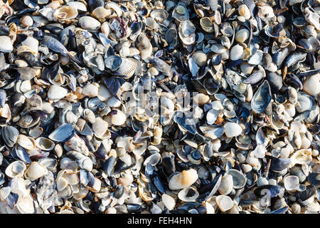 Molte conchiglie sulla spiaggia in Italia Foto Stock