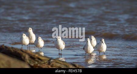 Alimentazione Sandlings sulla linea costiera. Foto Stock