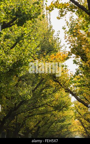 Giallo Ginkgo tree nel parco Foto Stock