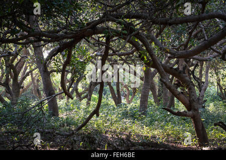 Alberi di mango su Onu isole Arcipelago Bijagos, Guinea Bissau Foto Stock