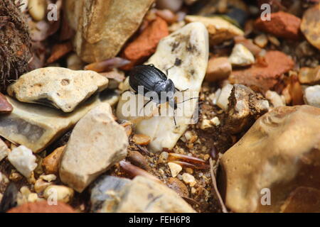 Phosphuga atrata / Silpha atrata Carrion beetle nella nuova foresta Foto Stock