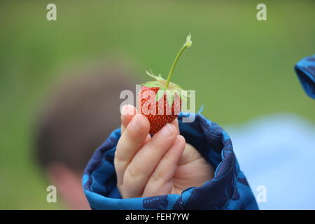 Bambino di fragole di prelievo Foto Stock