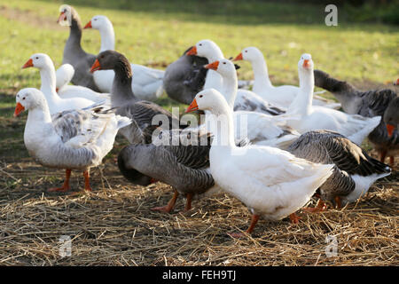 Grigio e bianco oca domestica sulla fattoria di pollame Foto Stock