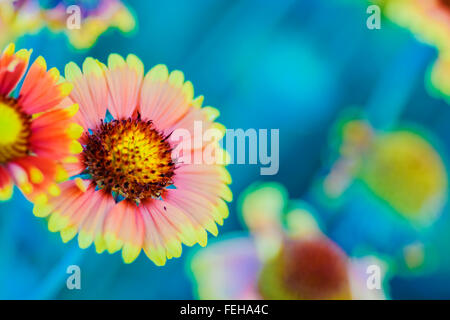 Il fiore Gaillardia Foto Stock