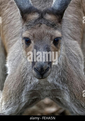 In Kangaroo Zoo di Budapest Foto Stock