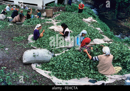 Le donne turche ordinamento tramite il tè raccolto, Hopa vicino a Artvin, nella regione del Mar Nero del nord della Turchia Foto Stock