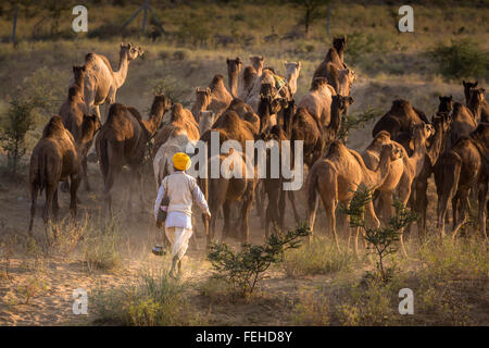 Camel driver con i suoi cammelli sul modo di Pushkar Mela, Pushkar Camel Fair, Rajasthan, India Foto Stock