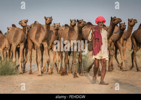 Camel driver con i suoi cammelli sul modo di Pushkar Mela, Pushkar Camel Fair, Rajasthan, India Foto Stock