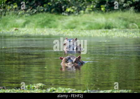 Rari ippopotami di acqua salata sull isola di Orango nell'arcipelago Bijagos della Guinea Bissau Foto Stock