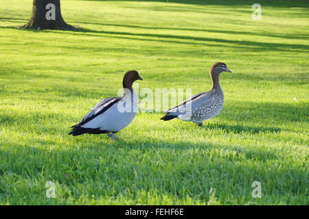 Giardini del tesoro, a est di Melbourne, Victoria Foto Stock