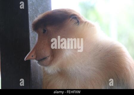 Femmina. Proboscide Monkey in posa con grazia. Foto Stock
