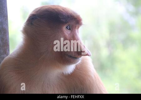 Giovani femmine proboscide Monkey in posa con grazia. Foto Stock