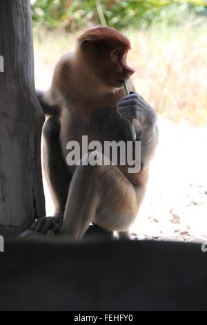 Proboscide baby femmina monkey in posa con grazia. Foto Stock