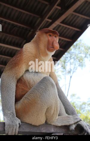 Maschio adulto proboscide Monkey in posa con grazia. Foto Stock