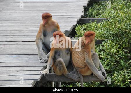 Trio di proboscide scimmie in posa con grazia. Foto Stock