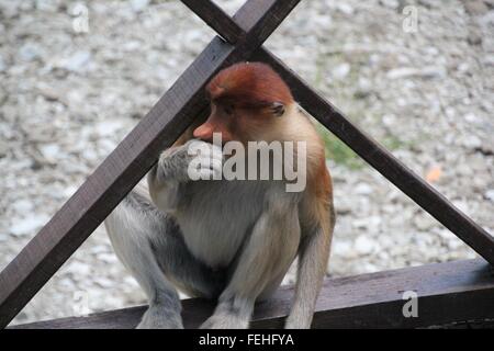 Baby proboscide Monkey in posa con grazia. Foto Stock