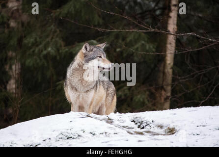 Europeo di lupo grigio nella neve con alberi dietro Foto Stock