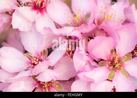 Rosa grazioso Almond blossom sfondo mostrante close up di fiori di fioritura Foto Stock
