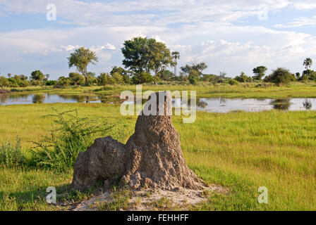 Okavango Delta: Termite mound nel Parco Nazionale, il Botswana in Africa Foto Stock