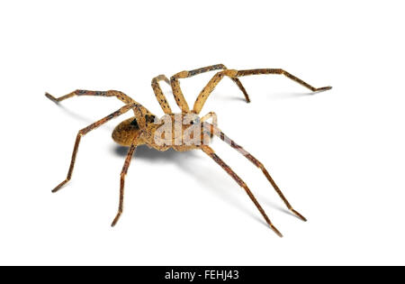 Il ragno isolato (Zoropsis spinimana) Foto Stock