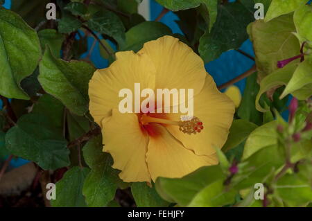 Primo piano giallo hibiscus rosa-sinensis fiore, Cortina D'Ampezzo, Italia Foto Stock